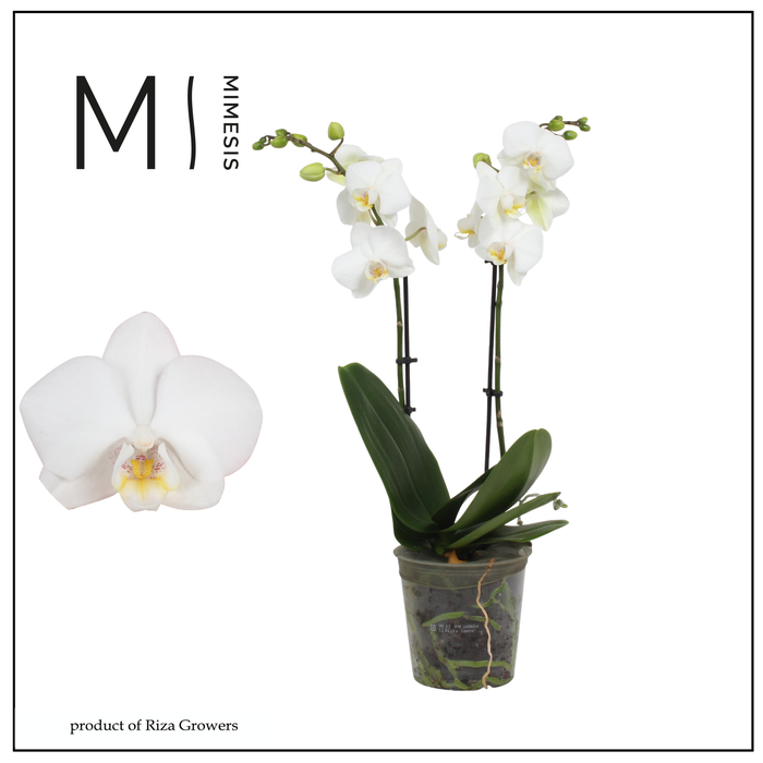 <h4>Phalaenopsis Silly Tommy 2 spike - 12cm | Mimesis</h4>