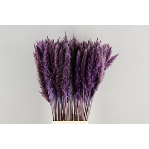 Df Pampas Silvy Milka