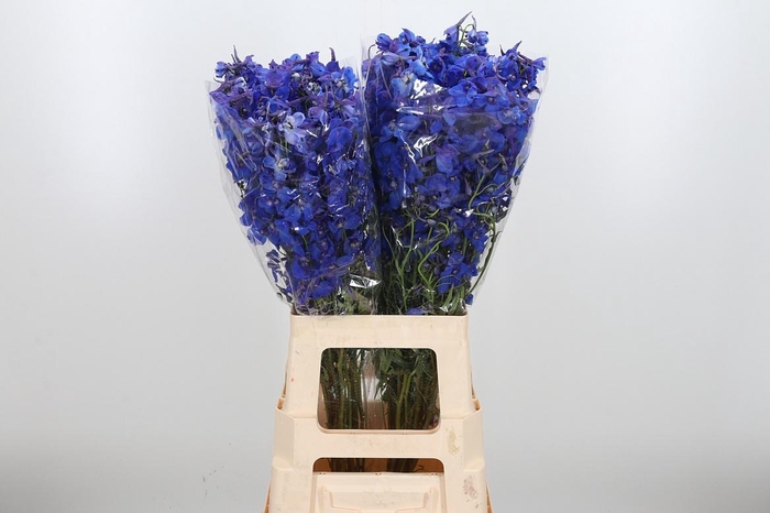 <h4>Delph En Donna</h4>