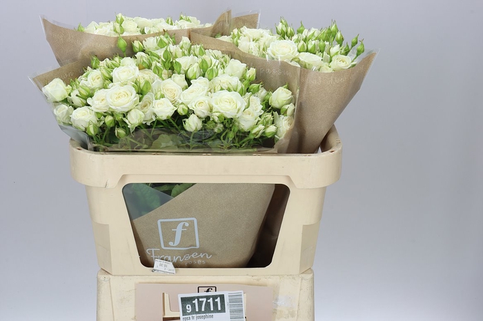 <h4>Rosa Tr Josephine</h4>