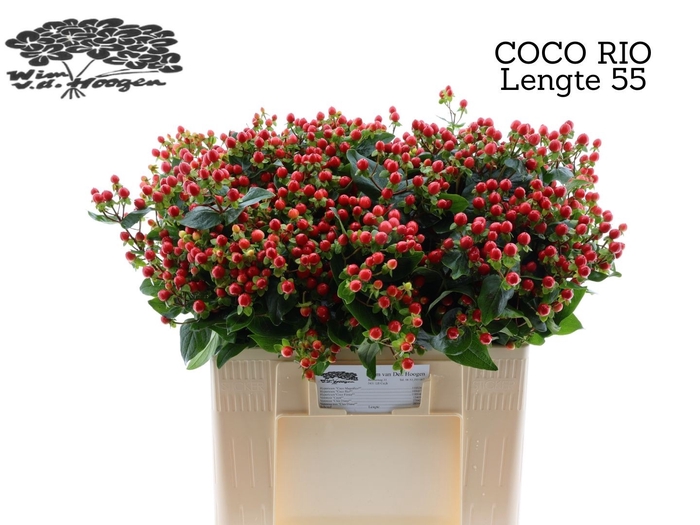 <h4>HYP COCO RIO</h4>