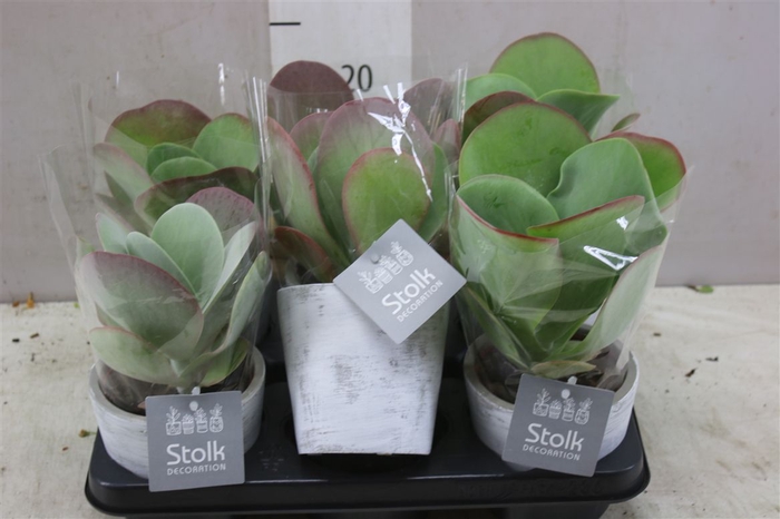 <h4>Kalanchoe Thyrsiflora Whitw Wash Keramiek</h4>