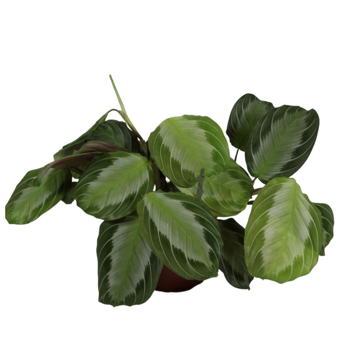 <h4>Maranta leuconeura 'Fascinator' Silver band</h4>