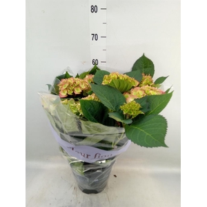 Hydrangea mac. 'Sweet Dreams'