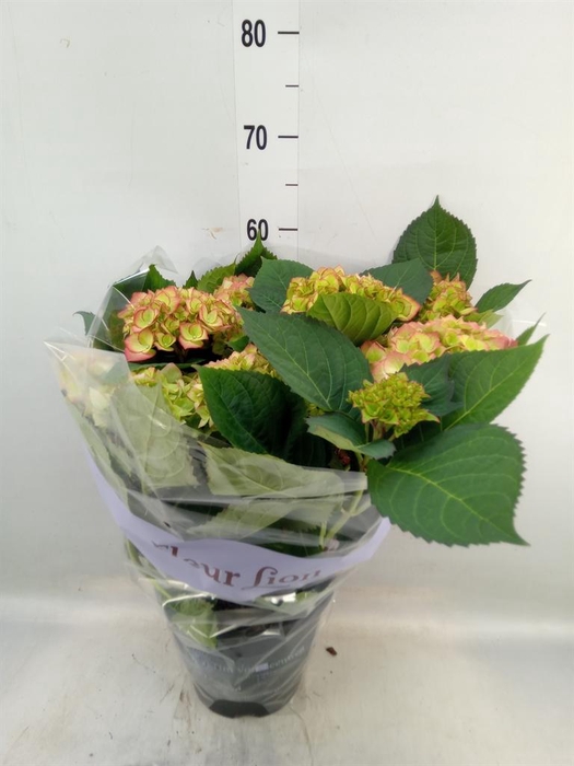 <h4>Hydrangea mac. 'Sweet Dreams'</h4>