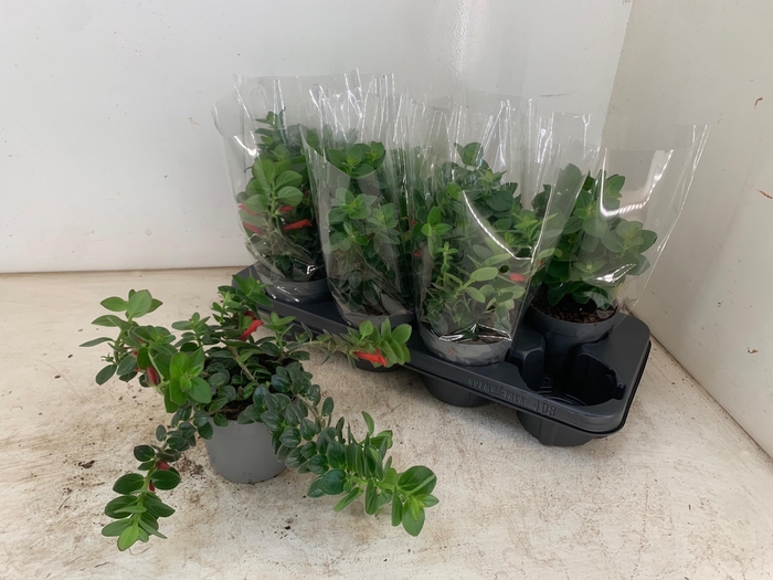 <h4>COLUMNEA ARGUTA</h4>