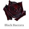 R Gr Black Baccara Ec