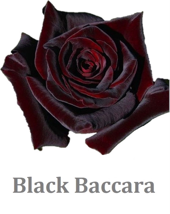 R Gr Black Baccara Ec