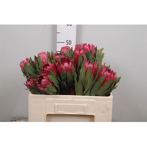 Protea Brenda