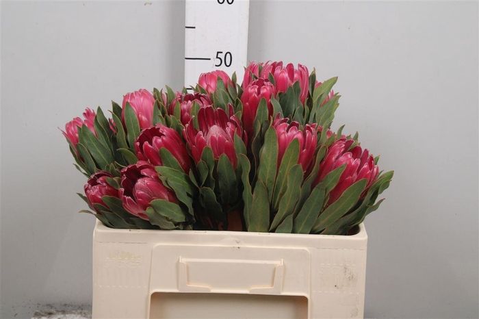 <h4>Protea Brenda</h4>