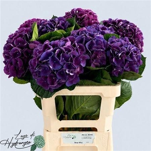 HYDR M ROYAL KING
