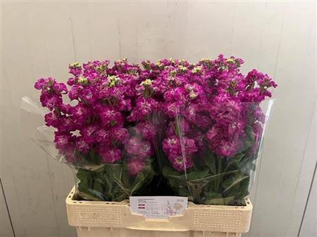 <h4>Matth St Deep Rose</h4>