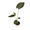 ALOCASIA REGAL SHIELDS P12