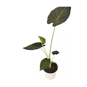 ALOCASIA REGAL SHIELDS P12