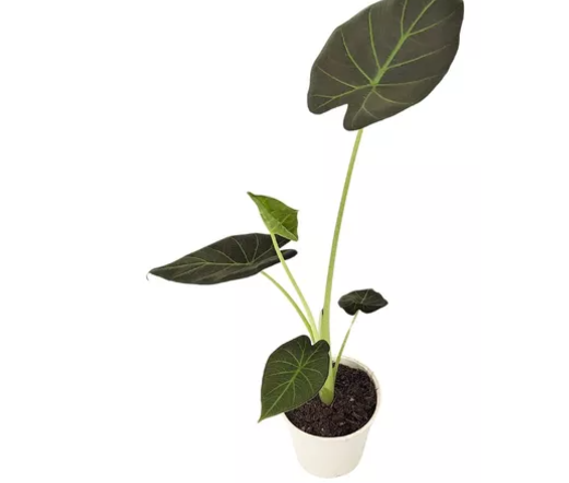 ALOCASIA REGAL SHIELDS P12