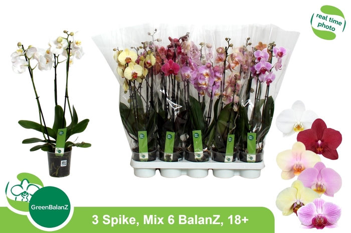 <h4>PHAL GEM 6 KL</h4>