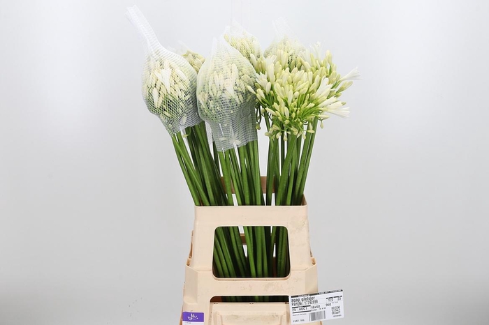 <h4>Agap Gletsjer</h4>