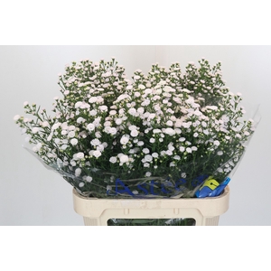 Aster White Gypsy