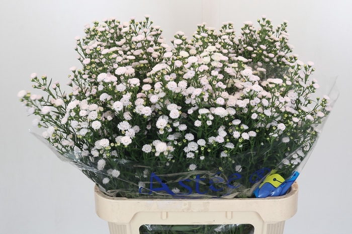 <h4>Aster White Gypsy</h4>