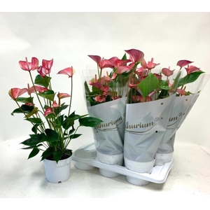 Anthurium 17Ø 60cm 6fl