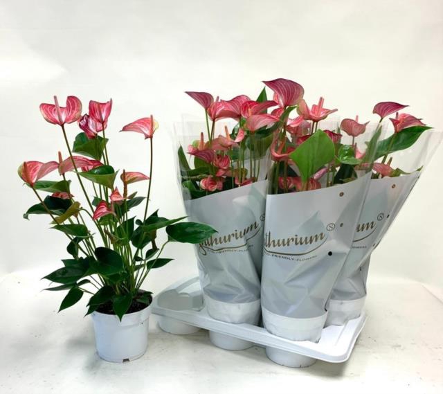 Anthurium 17Ø 60cm 6fl
