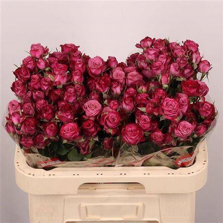 <h4>R Tr Purple Queen</h4>