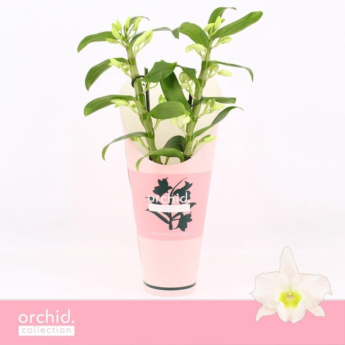 <h4>Dendrobium Nobilé, Apollon 2-spike Compact 'Orchid Collection' Potcover</h4>