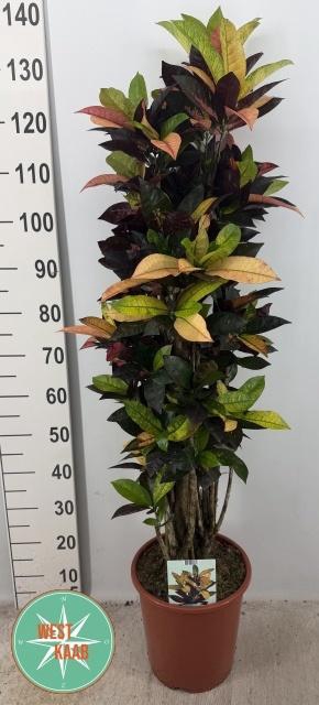 <h4>COD KL MRS ICETON</h4>