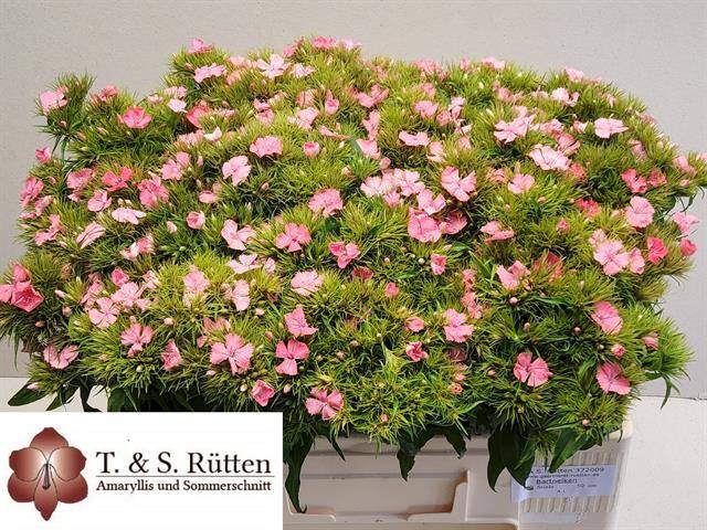 <h4>DI BARB PINK BEAUTY</h4>