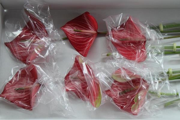 <h4>Anth A Caldonia X 12</h4>