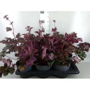 Heuchera  'Purple Petticoats'