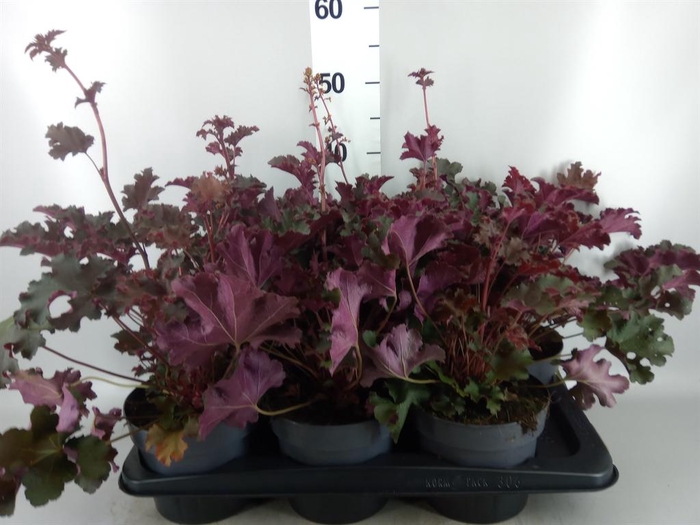 <h4>Heuchera  'Purple Petticoats'</h4>