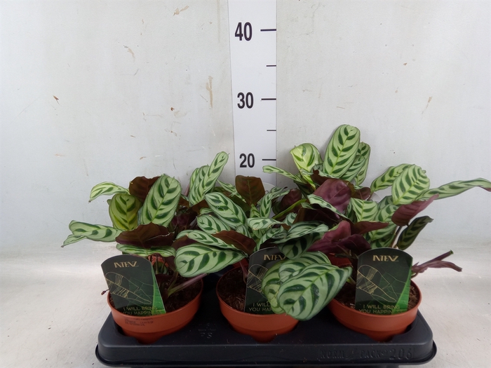 <h4>Ctenanthe burle-marxii</h4>