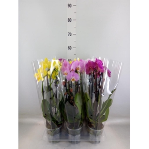 Phalaenopsis  'Elegant Cascade'