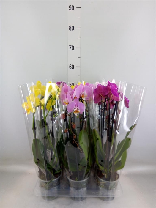 <h4>Phalaenopsis  'Elegant Cascade'</h4>