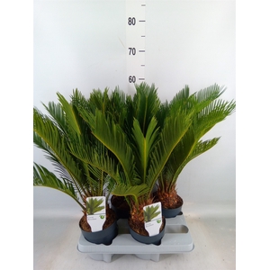 Cycas revoluta