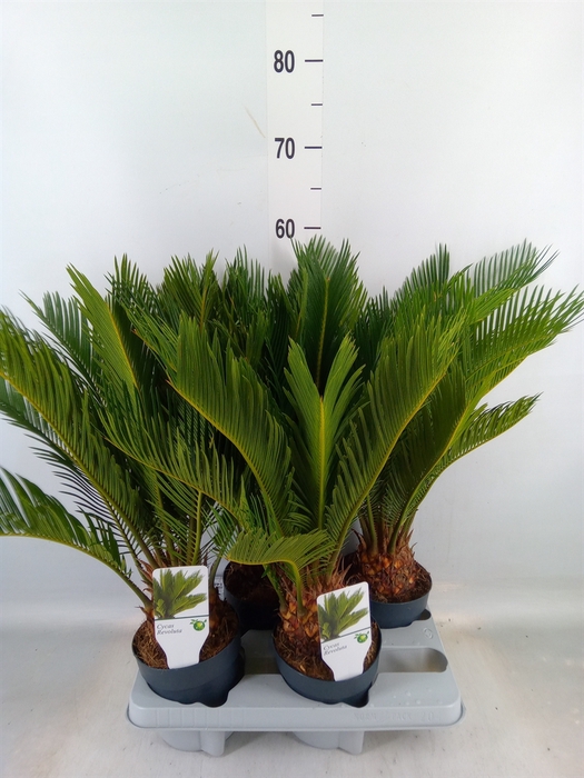 <h4>Cycas revoluta</h4>
