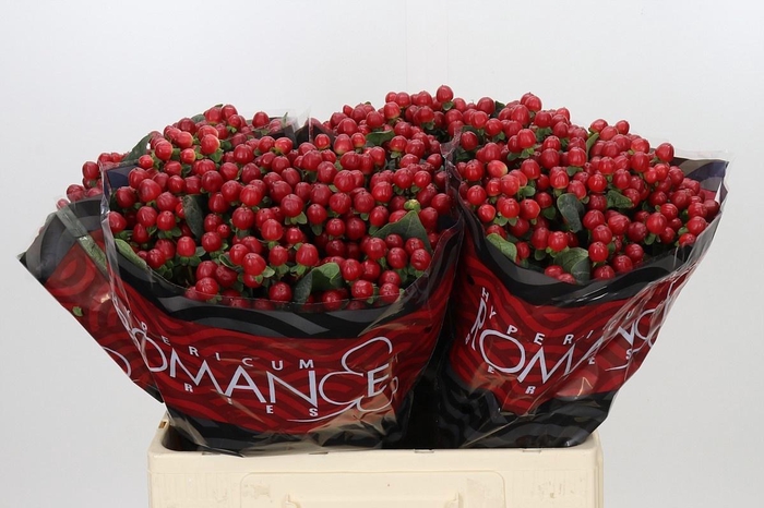 <h4>HYP TRUE ROMANCE</h4>
