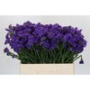 Limonium sinuatum Navy Sun Birds