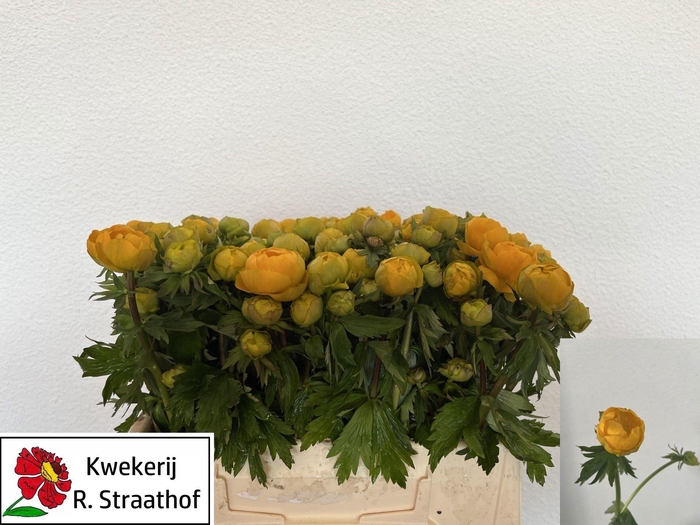 <h4>TROL ORANGE GLOBE</h4>