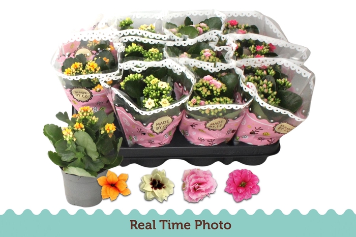 <h4>KAL GE GEM TWEEKL BL</h4>