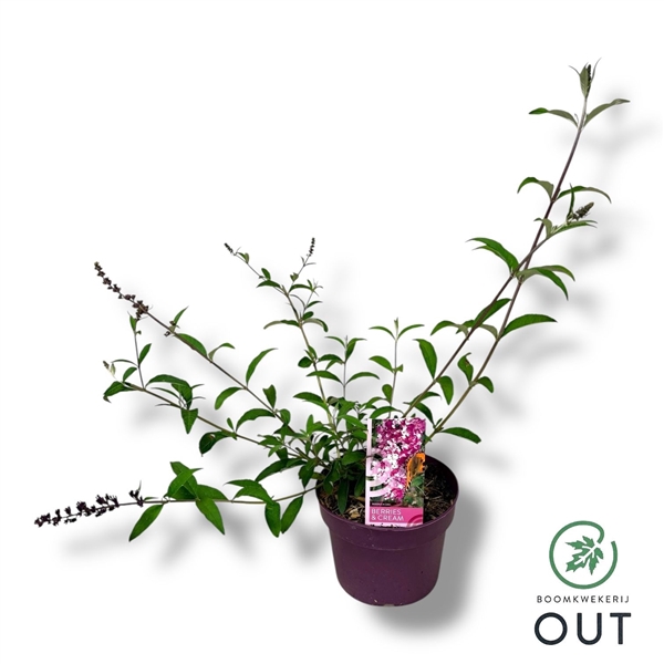 <h4>Buddleja dav. 'Berries & Cream' P19</h4>