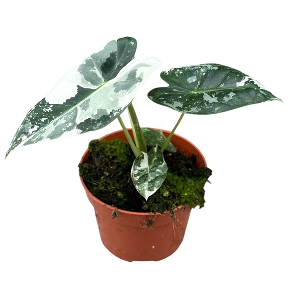 <h4>Alocasia Micholitziana Frydek variegata</h4>