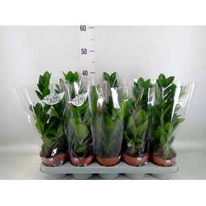 Zamioculcas zamiifolia