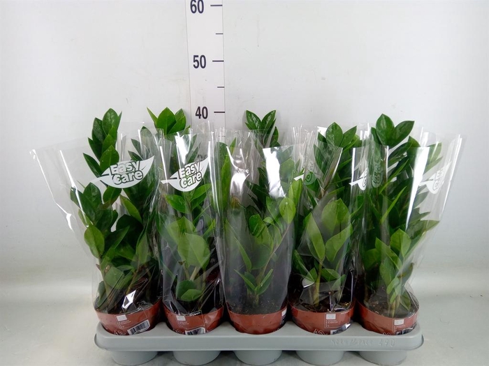 <h4>Zamioculcas zamiifolia</h4>
