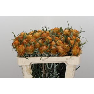 Banksia Dryandra