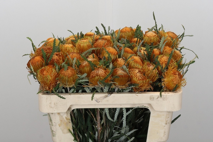 <h4>Banksia Dryandra</h4>