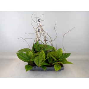 Hoya callistophylla 'KAL 16'