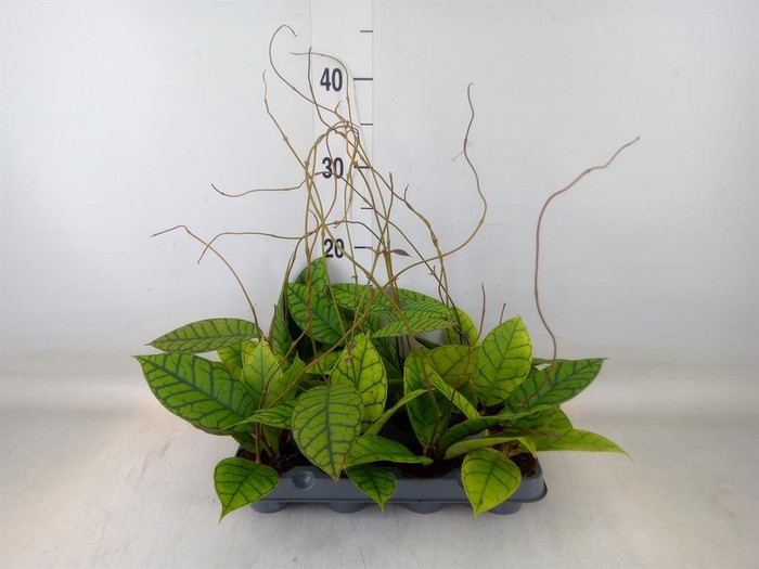 <h4>Hoya callistophylla 'KAL 16'</h4>