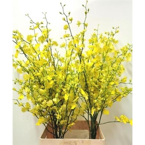 DENDR ONCIDIUM -LL ONCIDIUM -LL
